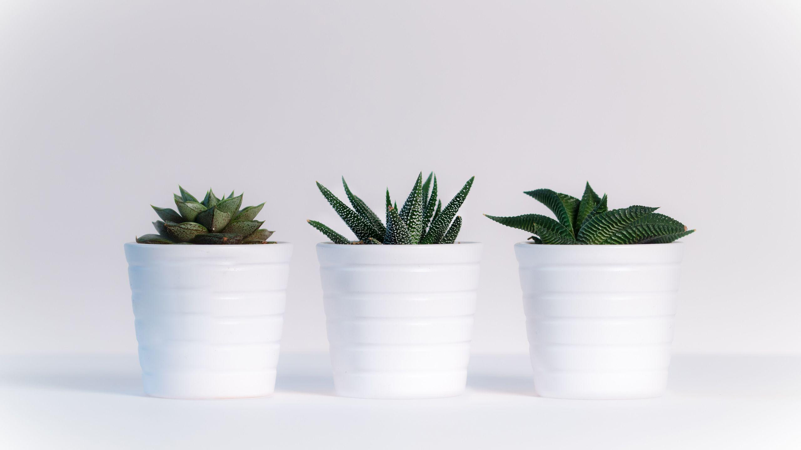 2560x1440 Small Plants In White Pots 1440P Resolution HD 4k Wallpaper, Image, Background, Photo and Picture