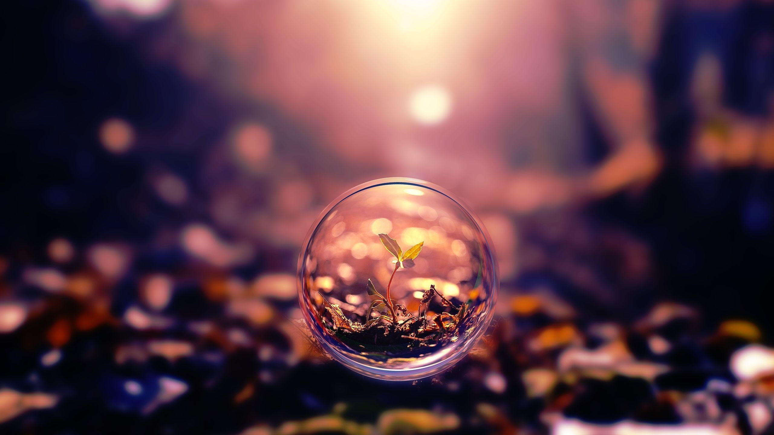 2560x1440 Small Plant In A Bubble Digital Art MacBook Air Wallpaper Download