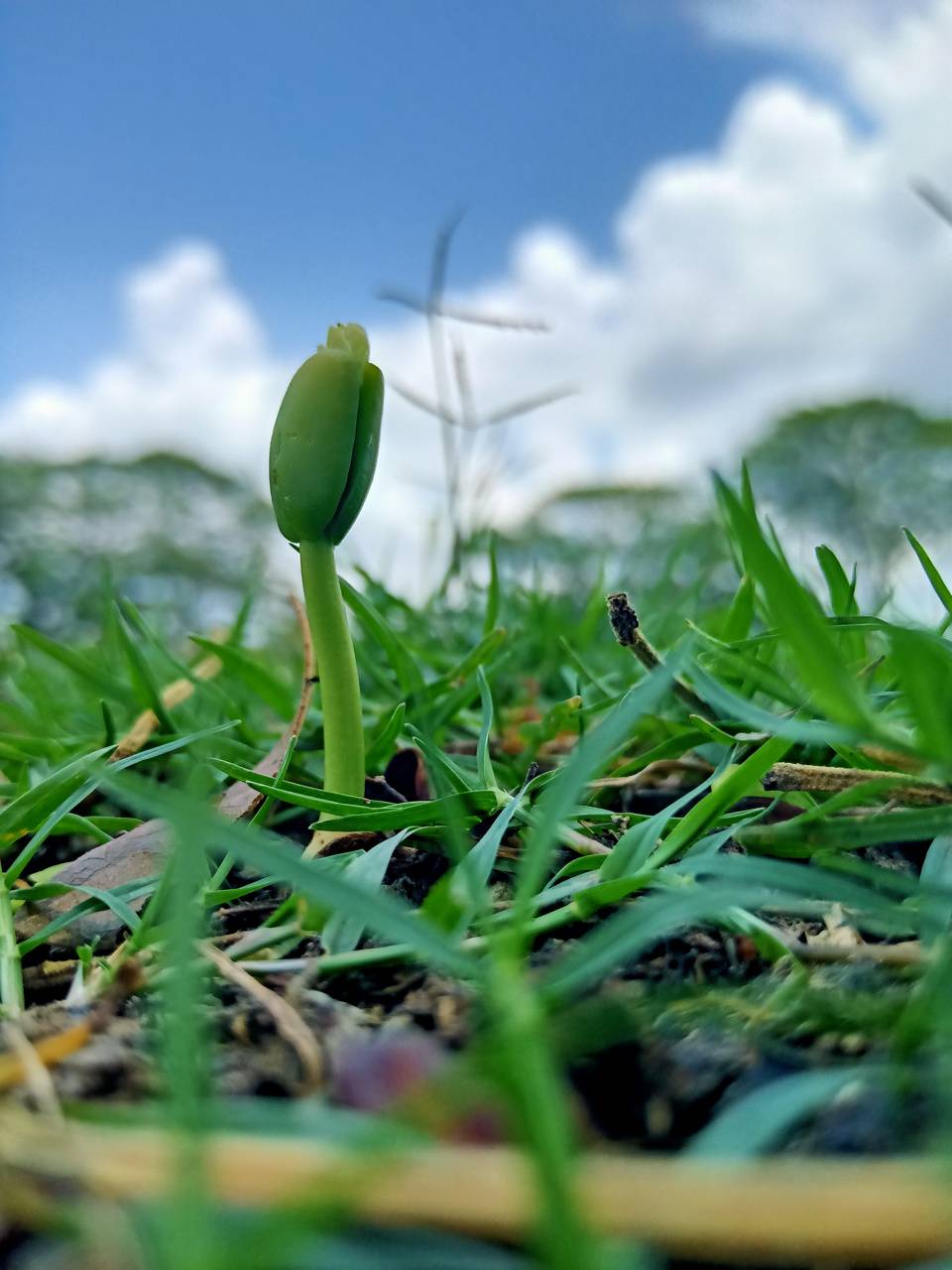 960x1280 Free Small Plant Wallpaper HD. Wallpaper