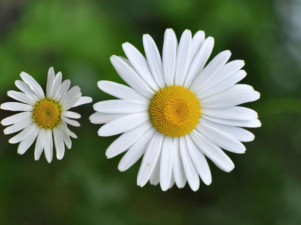 1280x960 Download wallpaper 1280x960 chamomile, small, flower, plant standard 4:3 HD background