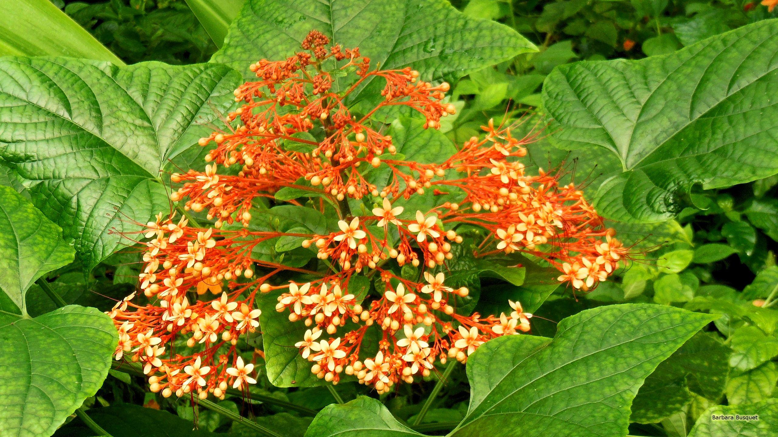 2560x1440 Small orange flowers and big leaves's HD Wallpaper