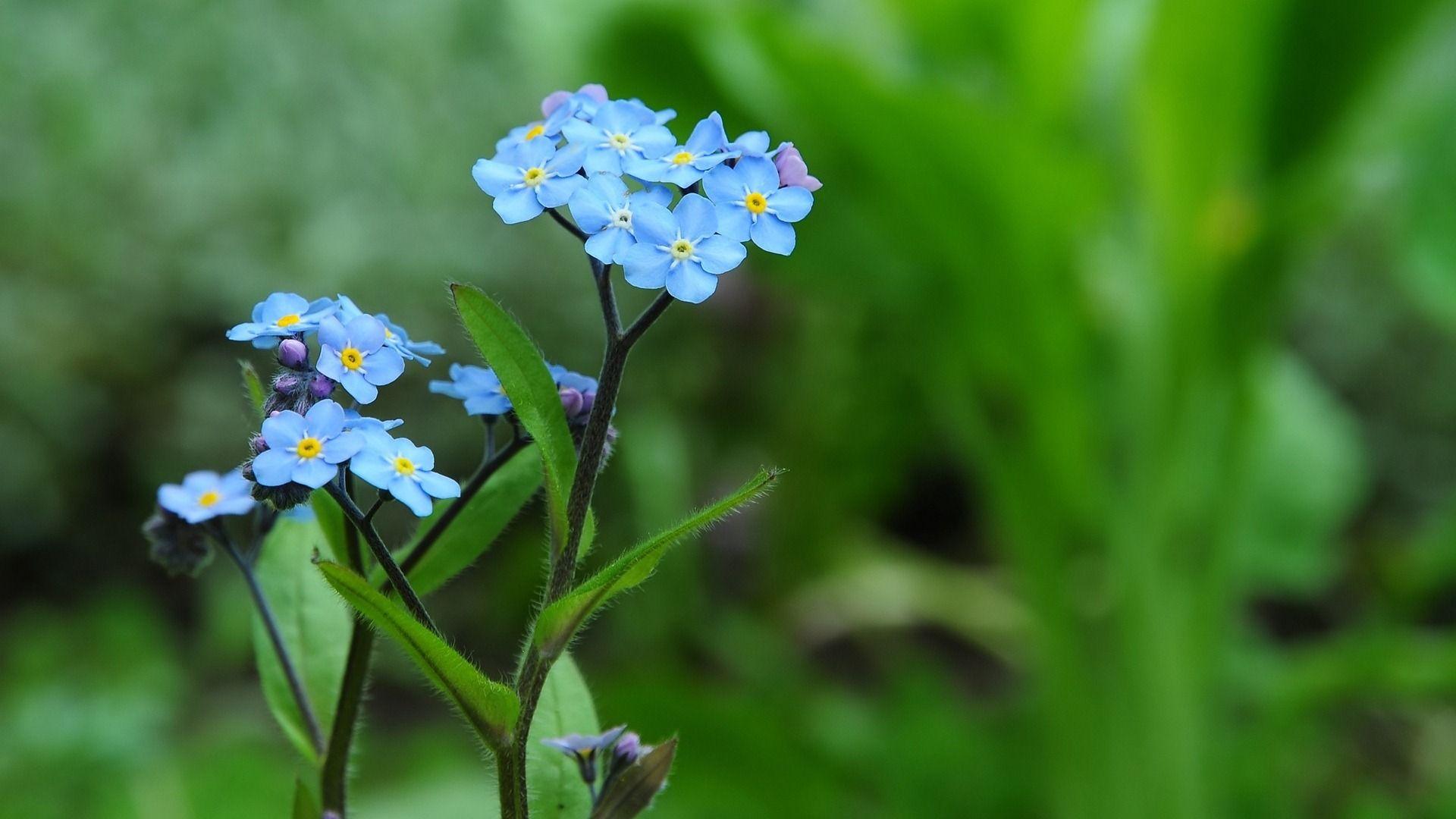 1920x1080 Small And Beautiful Forget Me Flowers HD Wallpaper Wallpaper Download And Beautiful Forget Me Flowers HD Wallpaper Wallpaper Wallpaper Site