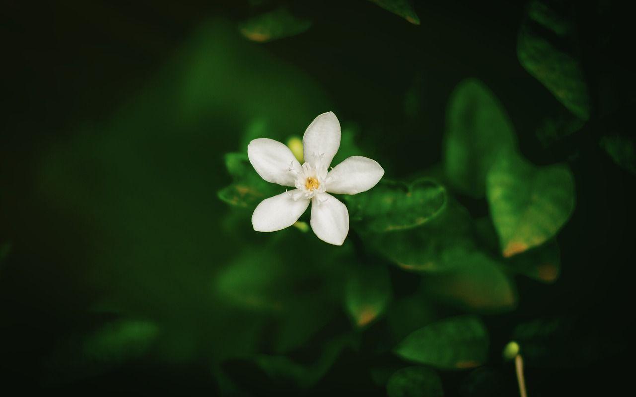 1280x800 Download free photo of Flowers, peach, nature, garden, wallpaper
