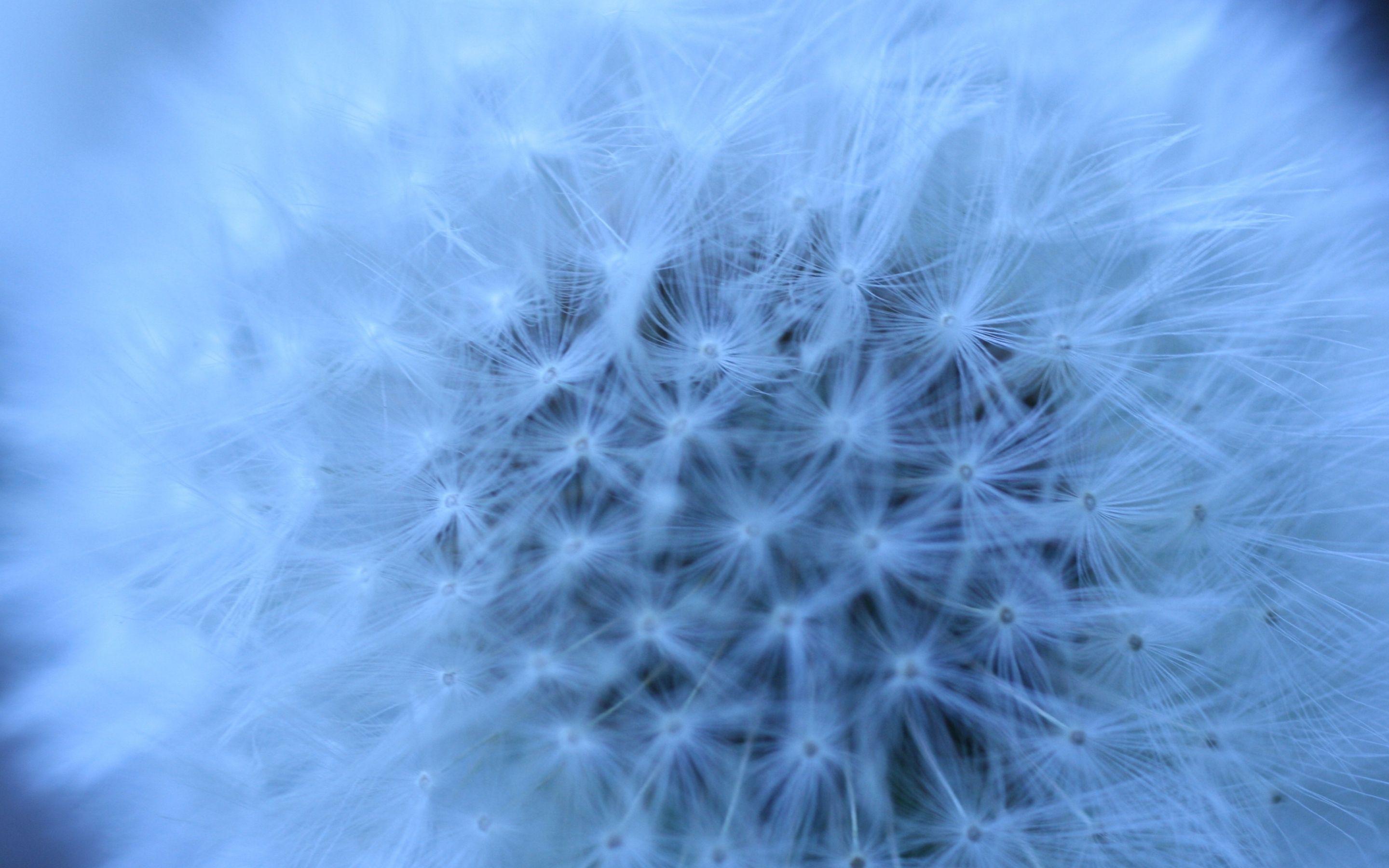 2880x1800 Fluffy Head Blue MacBook Air Wallpaper Download