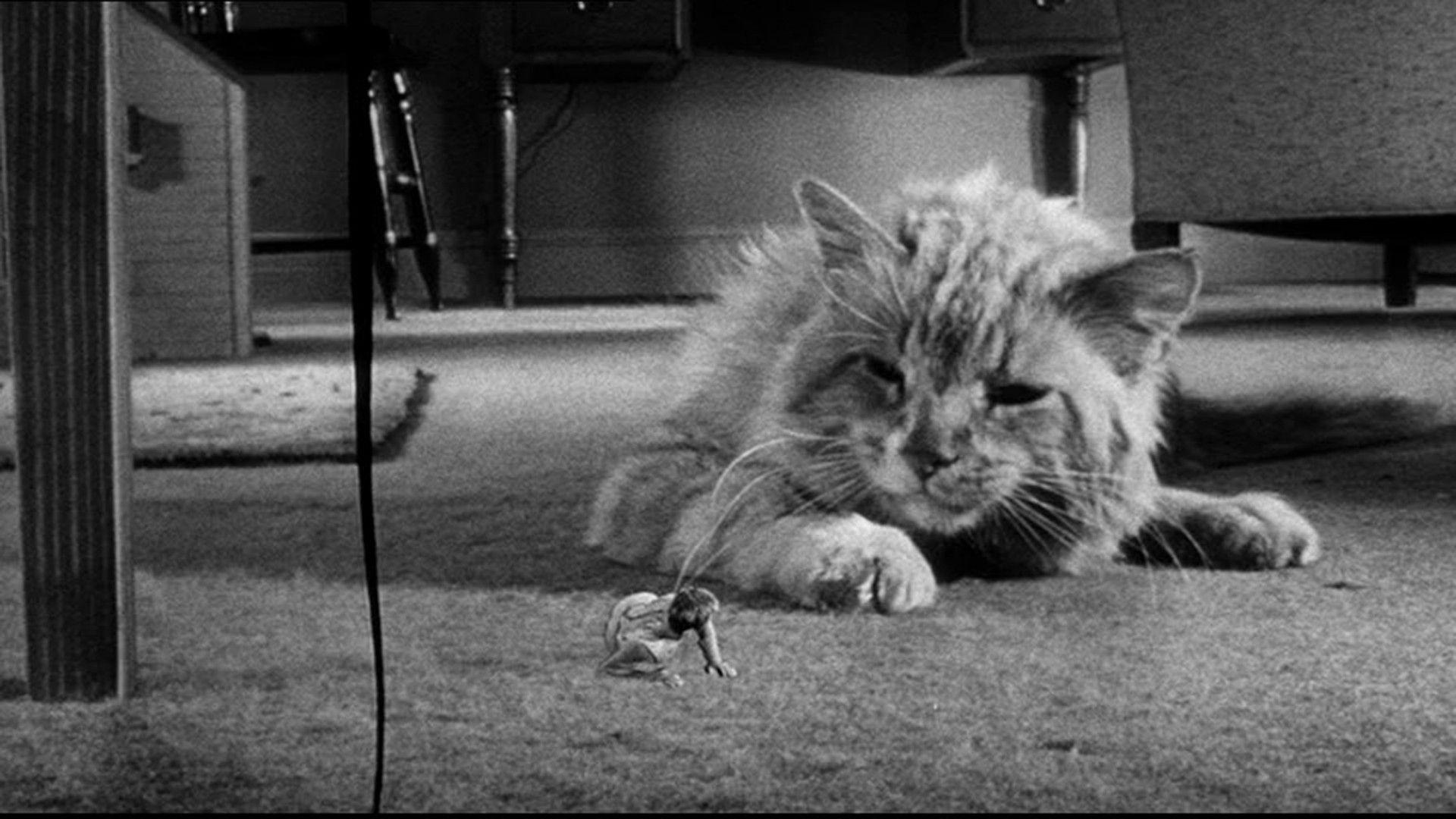 1920x1080 The Incredible Shrinking Man