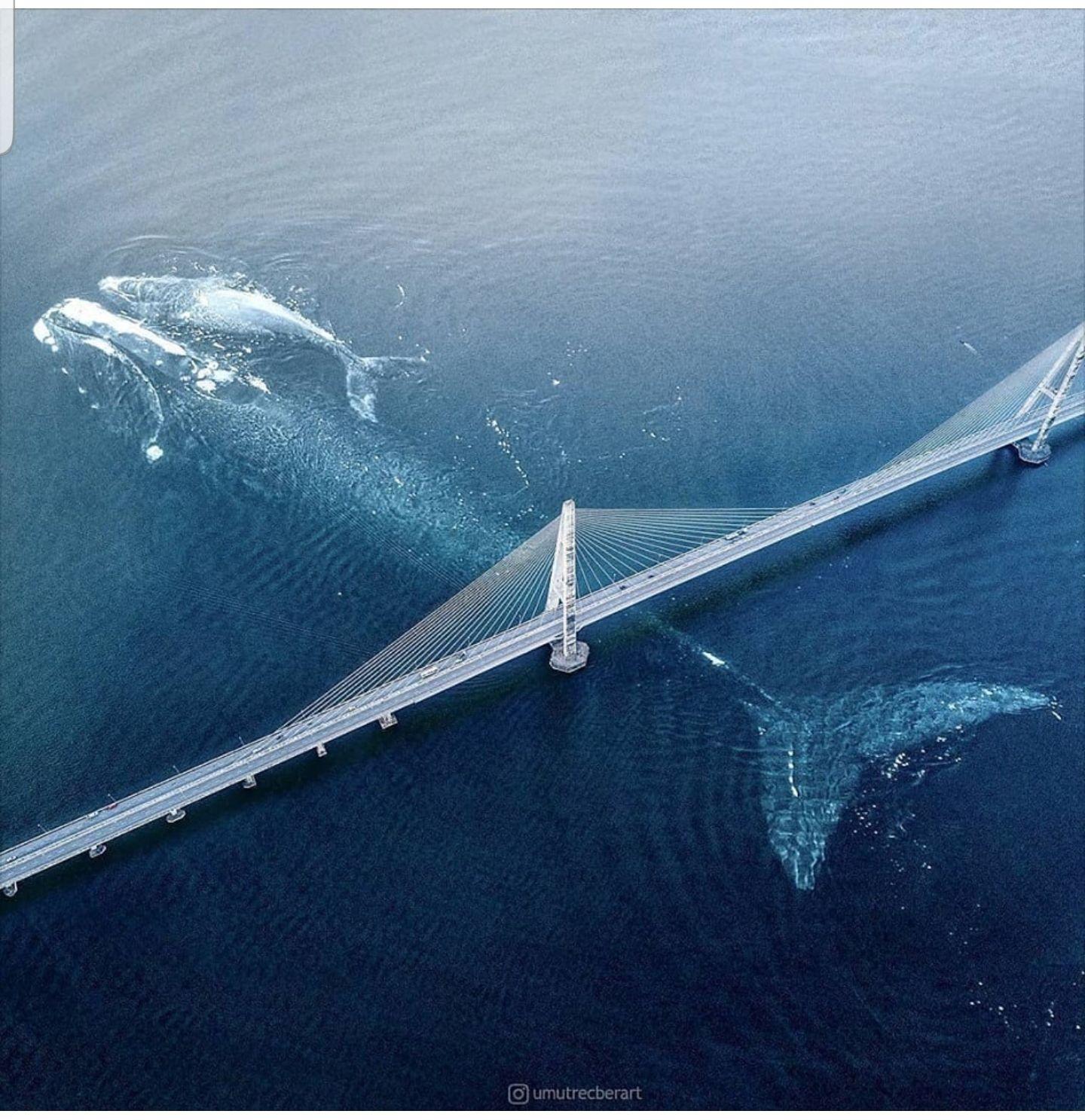 1440x1487 Best U Chuckbeef789 Image On Pholder. Megalophobia, Chaosmagick And Metal Porn