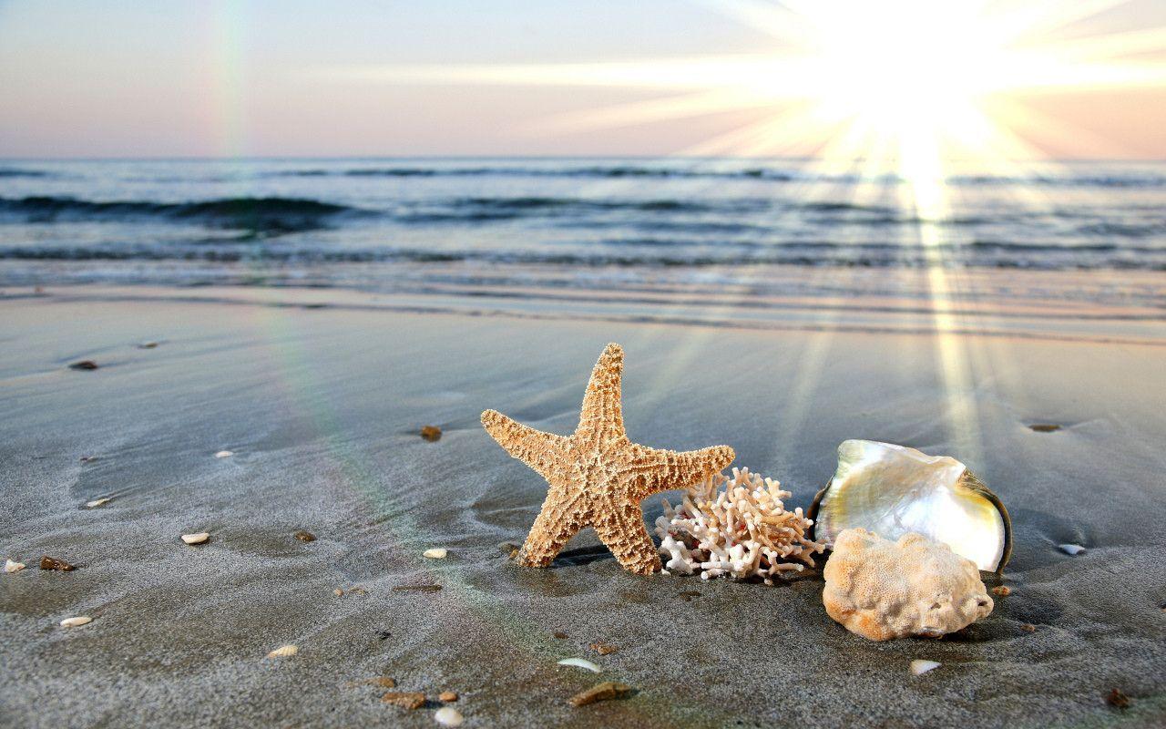 1280x800 Sea Shells Wallpaper