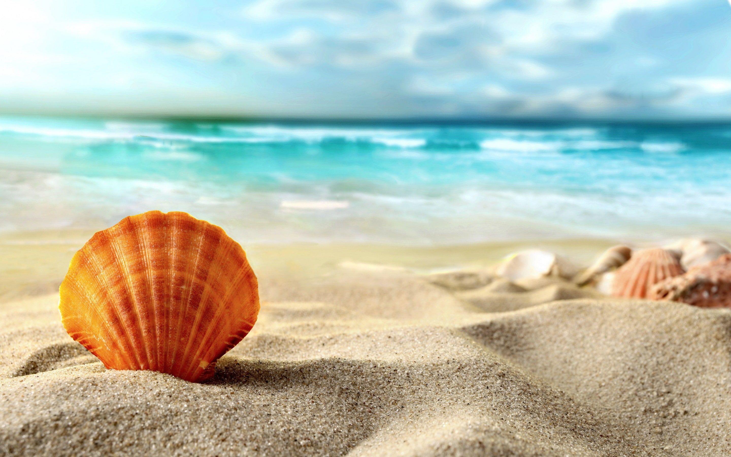 2880x1800 Shell, beach, sea #beach #sand #shell #sea #Summer K #wallpaper #hdwallpaper #desktop. Beach sand, Beach sunset wallpaper, Beach wallpaper