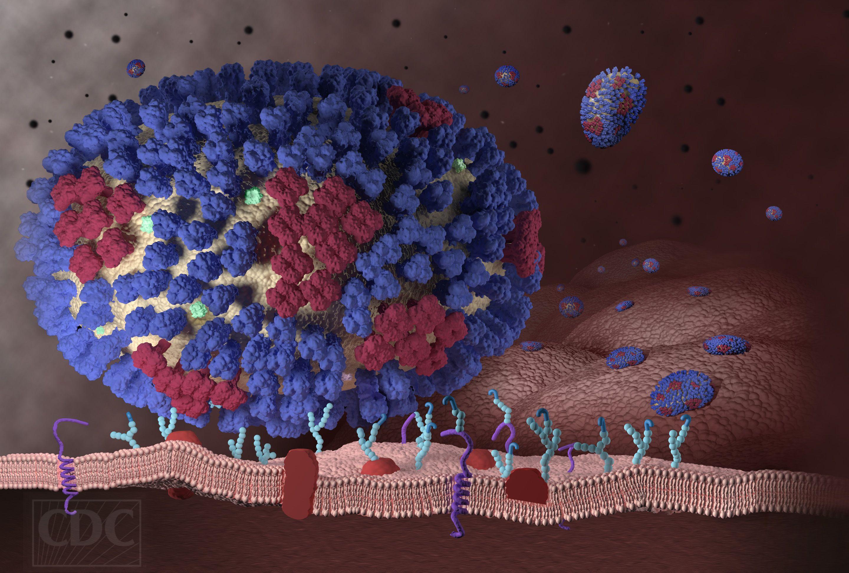 2880x1944 image of Influenza Viruses