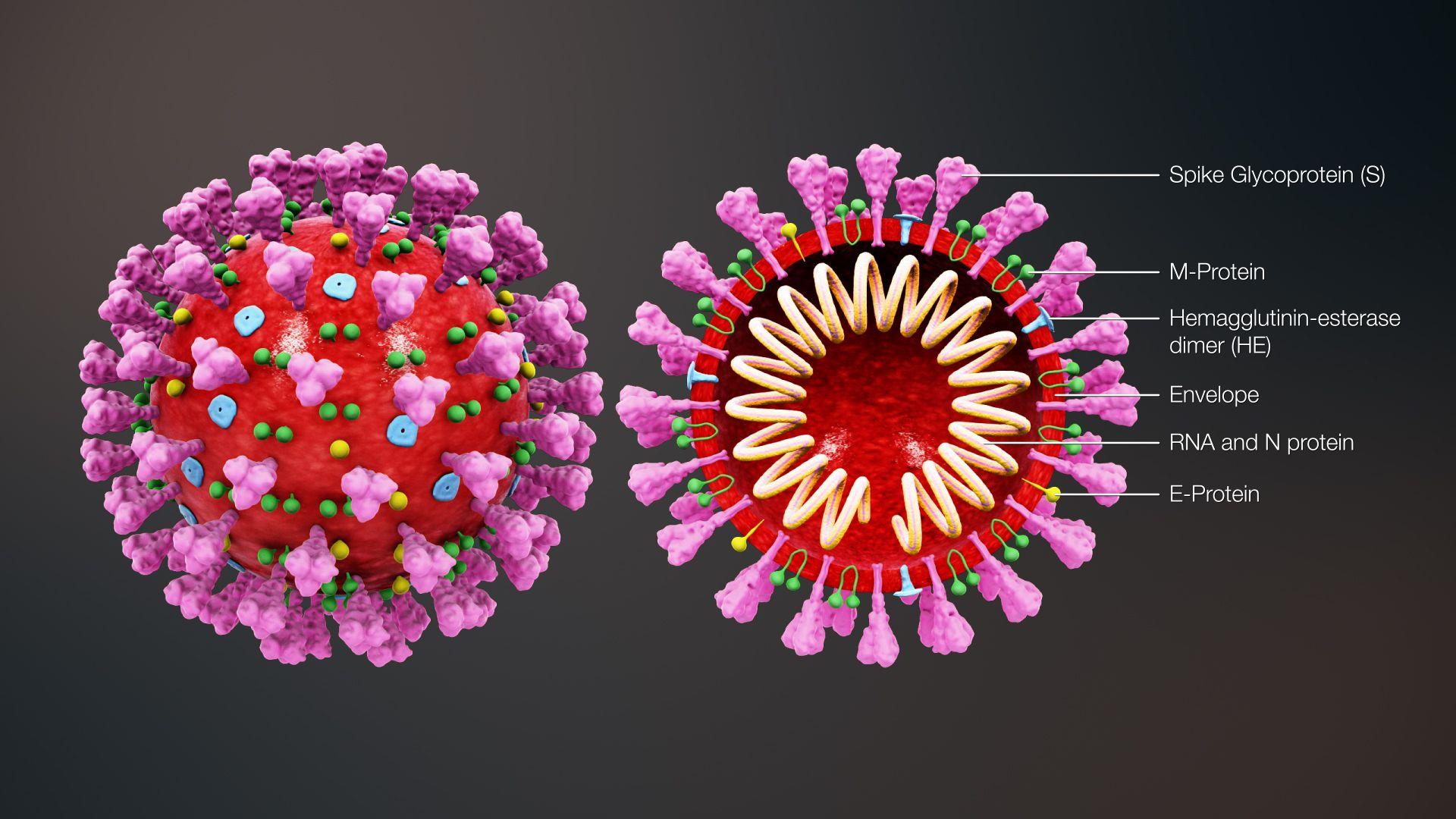 1920x1080 Cross Section Of Coronavirus