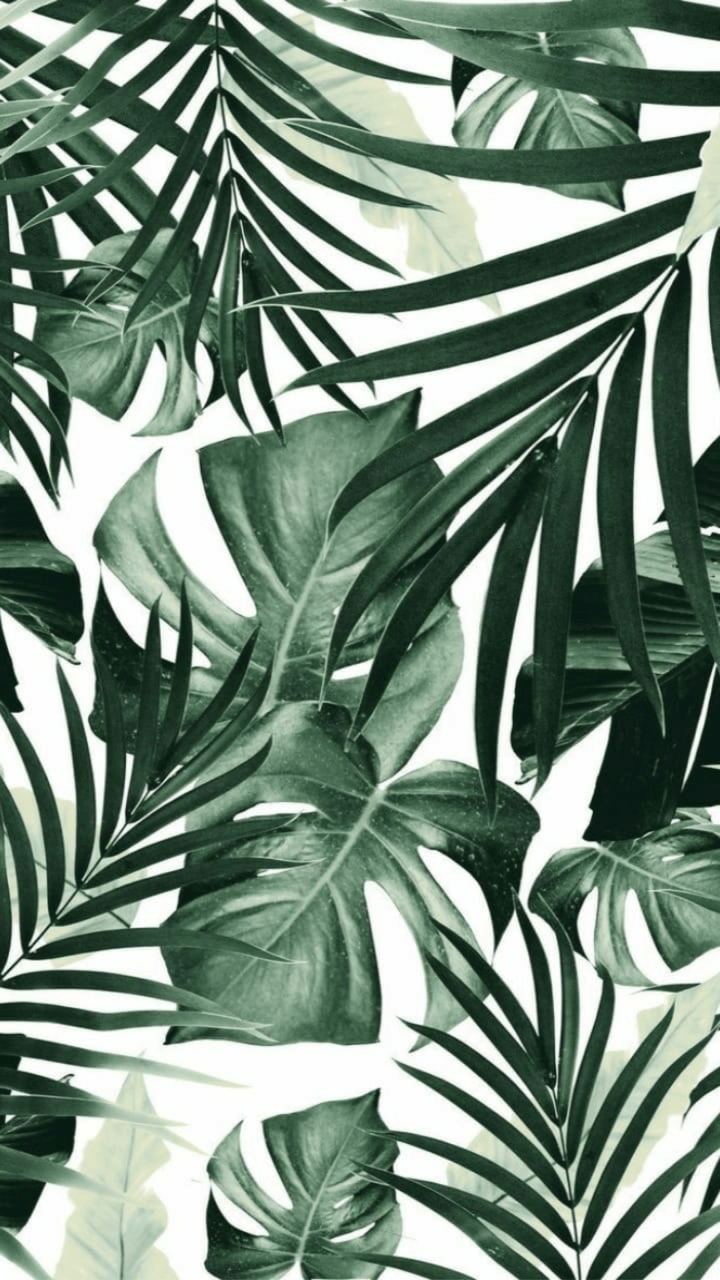 720x1280 summer wallpaper, tropical wallpaper and background