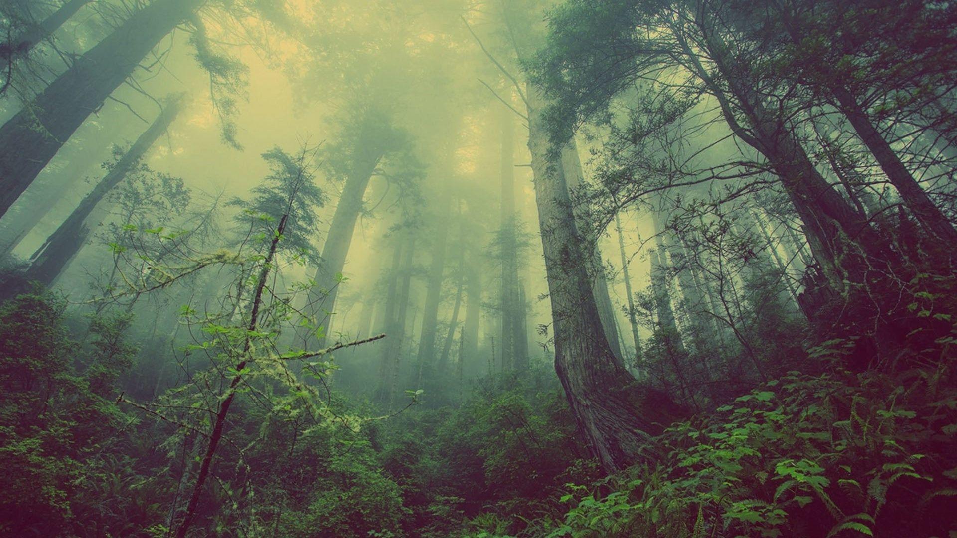 1920x1080 Mystical Garden Image .