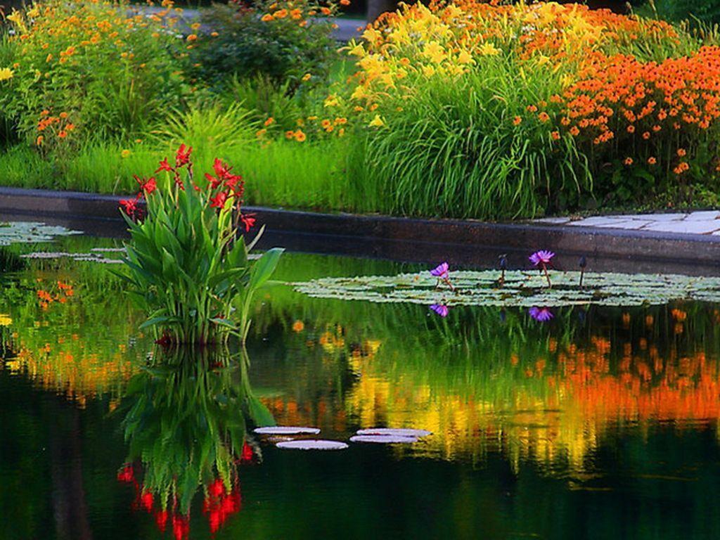 1024x768 Pond Wallpaper