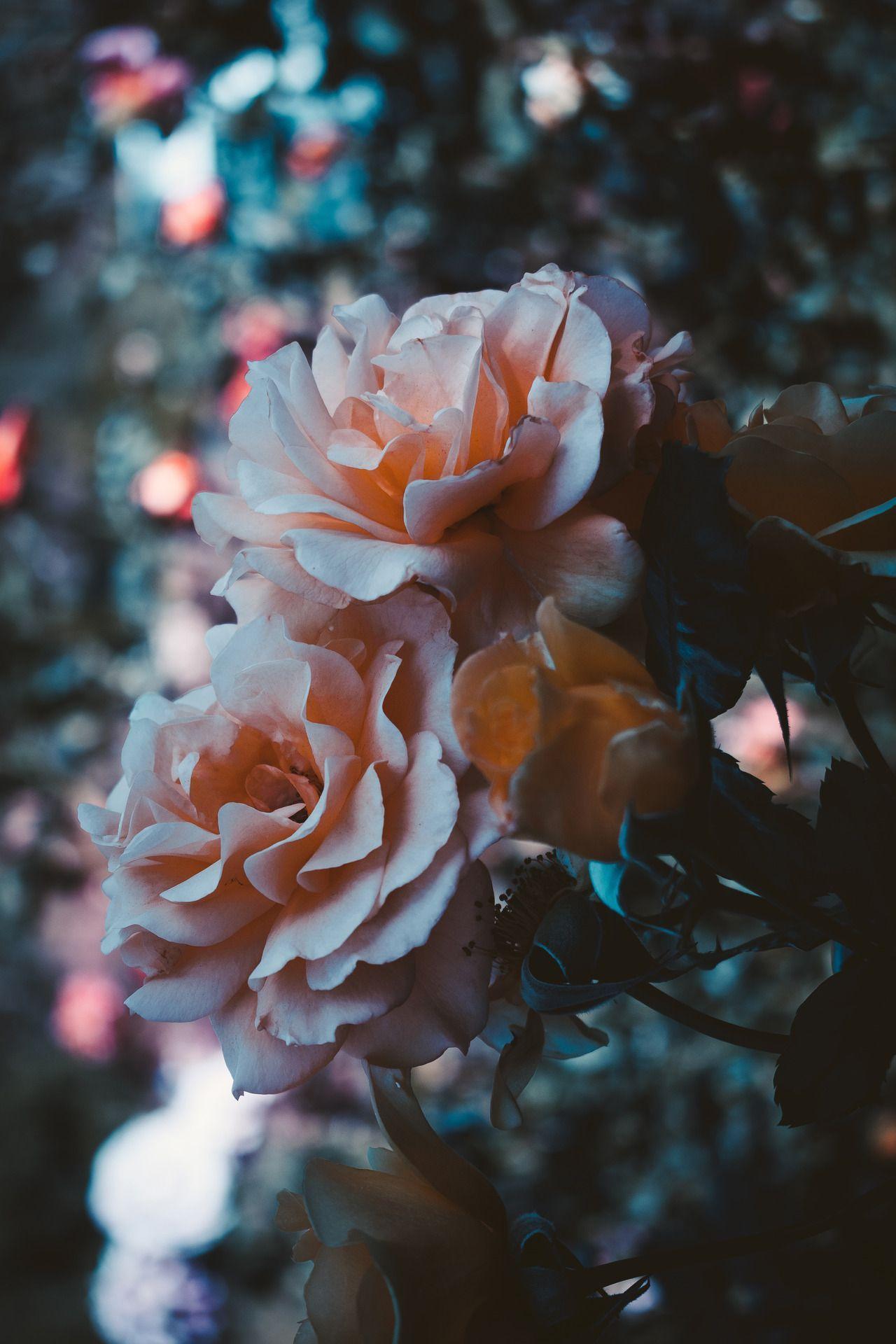 1280x1920 leahberman: “dainty instagram ”. Flower aesthetic, Flower wallpaper, Flowers