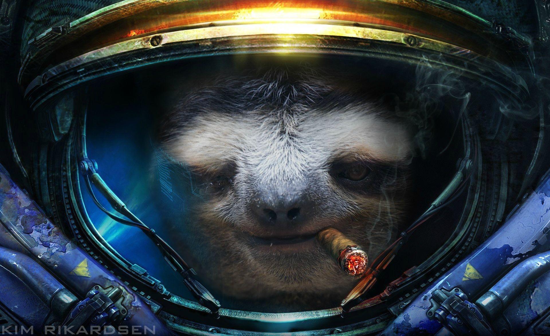 1920x1175 Free download to share one of my favourite sloth wallpaper to the people of imgur [1920x1175] for your Desktop, Mobile & Tablet. Explore Sloth Wallpaper. Sloth Wallpaper for My