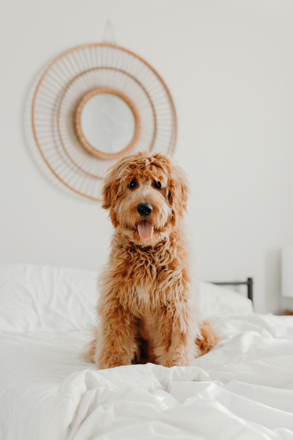 1000x1500 Goldendoodle Picture. Download Free Image