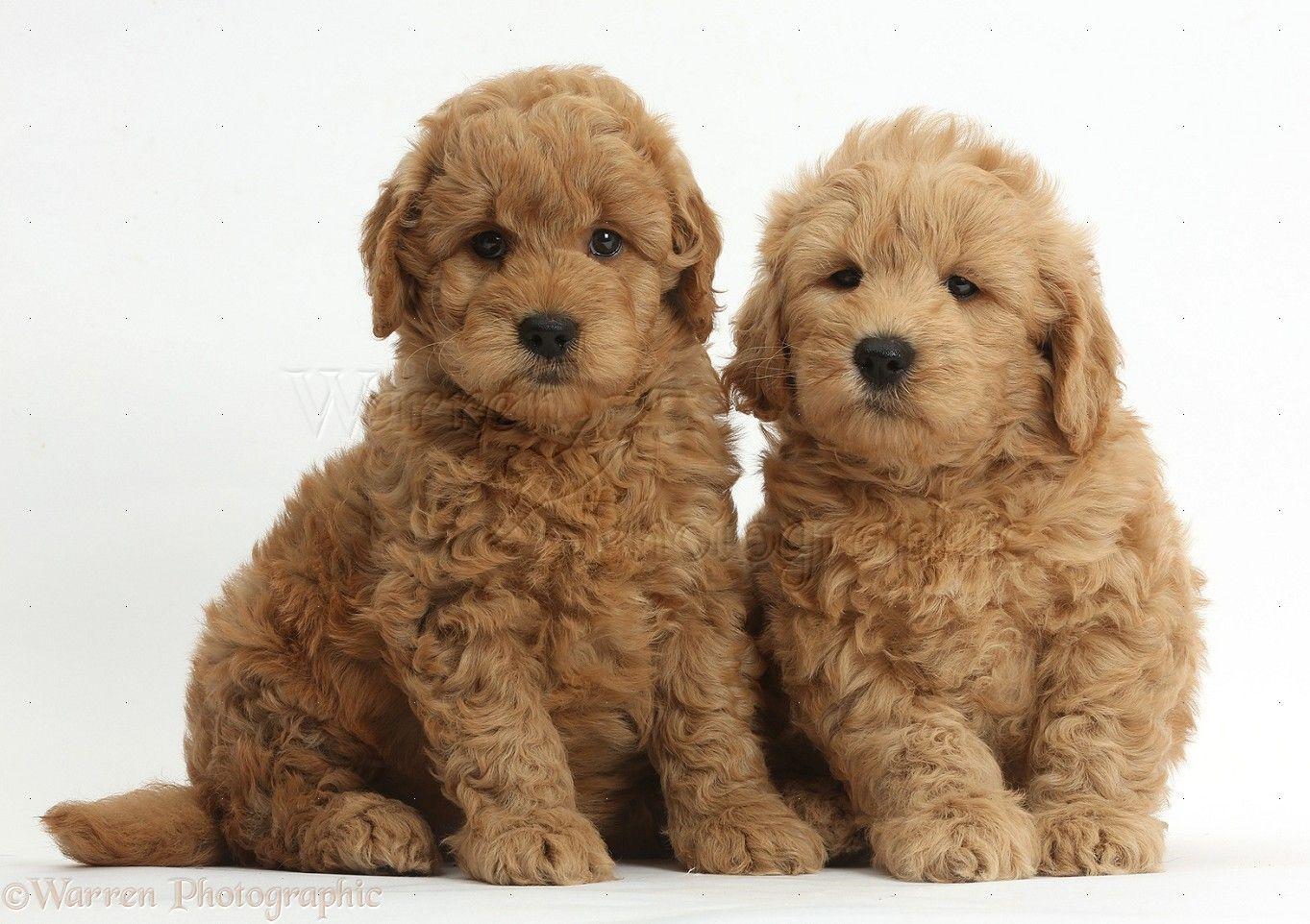 Goldendoodle HD Wallpapers - Top Free Goldendoodle HD Backgrounds