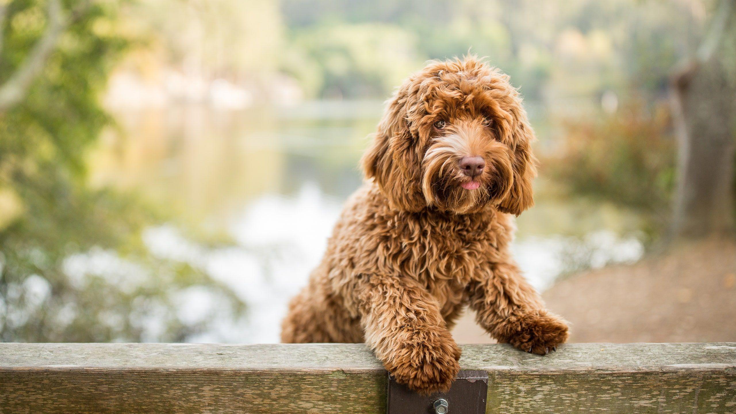 2560x1440 Labradoodle Inventor Regrets Creation