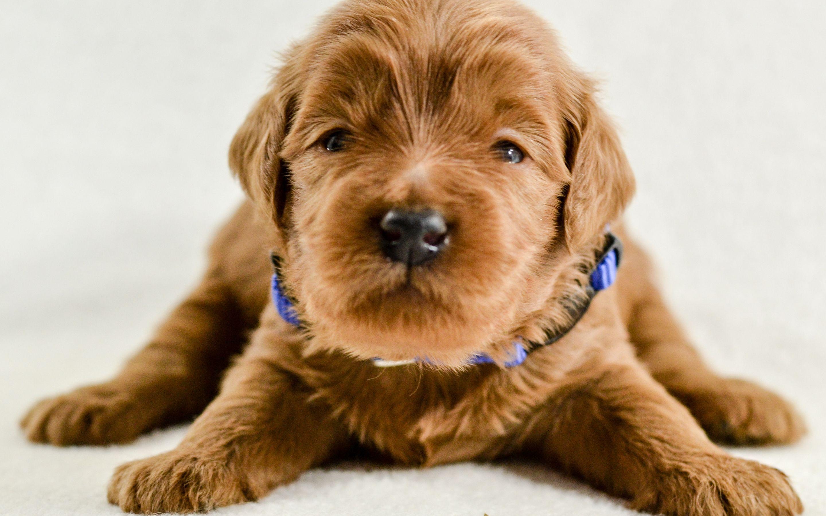2880x1800 Download wallpaper Goldendoodle, puppy, cute dogs, small Goldendoodle, furry dog, pets, dogs, Goldendoodle Dog for desktop with resolution 2880x1800. High Quality HD picture wallpaper