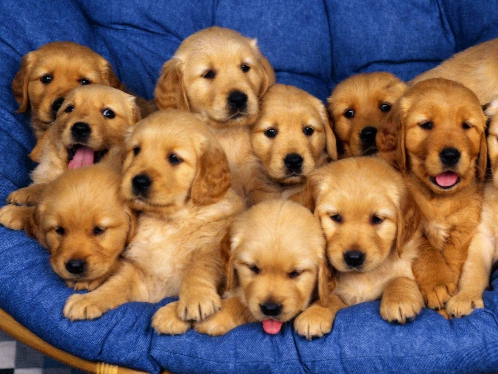 1600x1200 goldendoodle HD wallpaper, Background