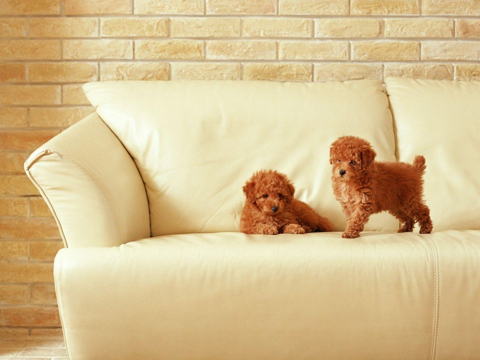 1600x1200 goldendoodle puppies. Dog wallpaper, Poodle puppy, Cute animals