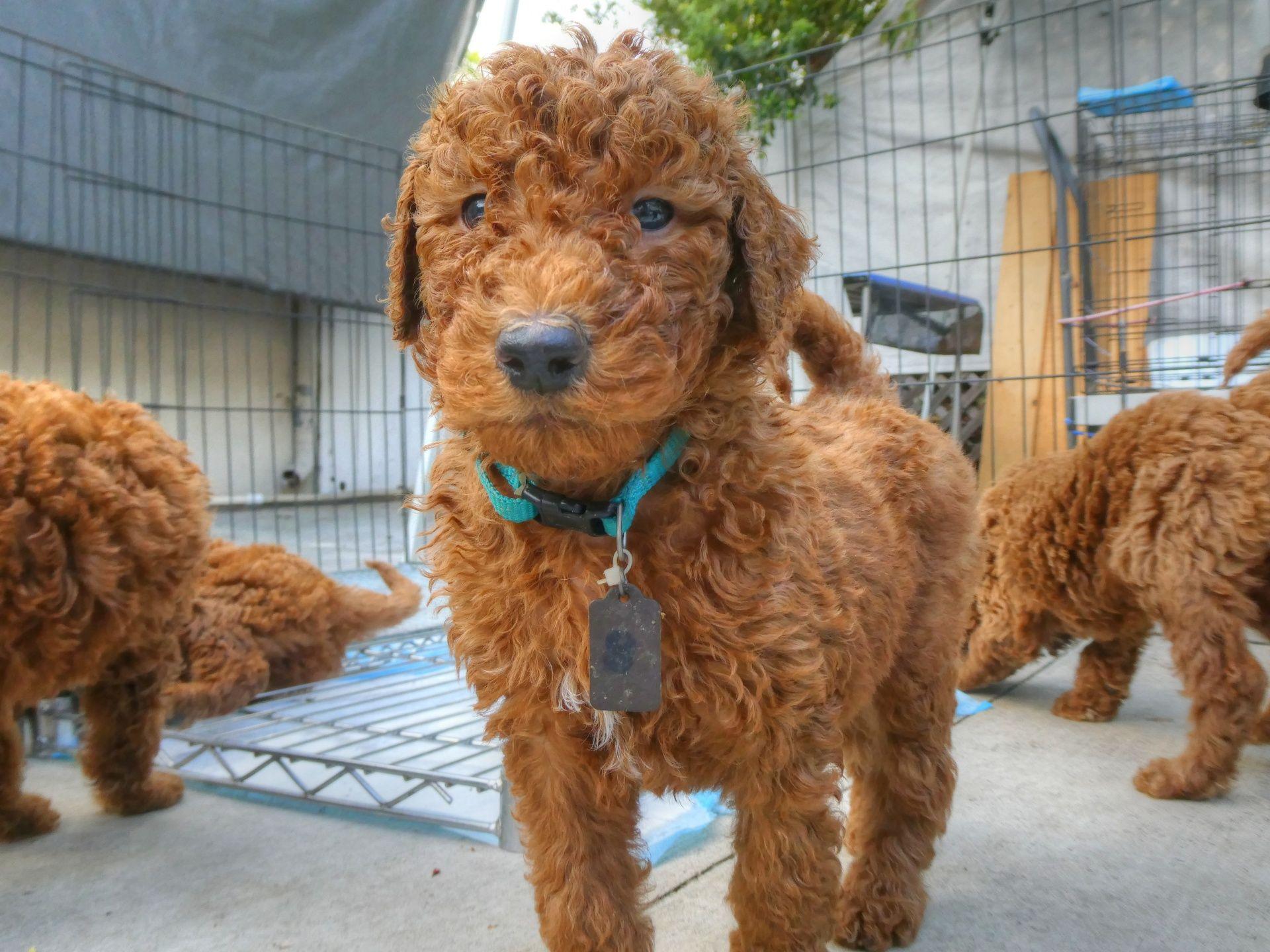 1920x1440 Goldendoodle Free Domain Picture