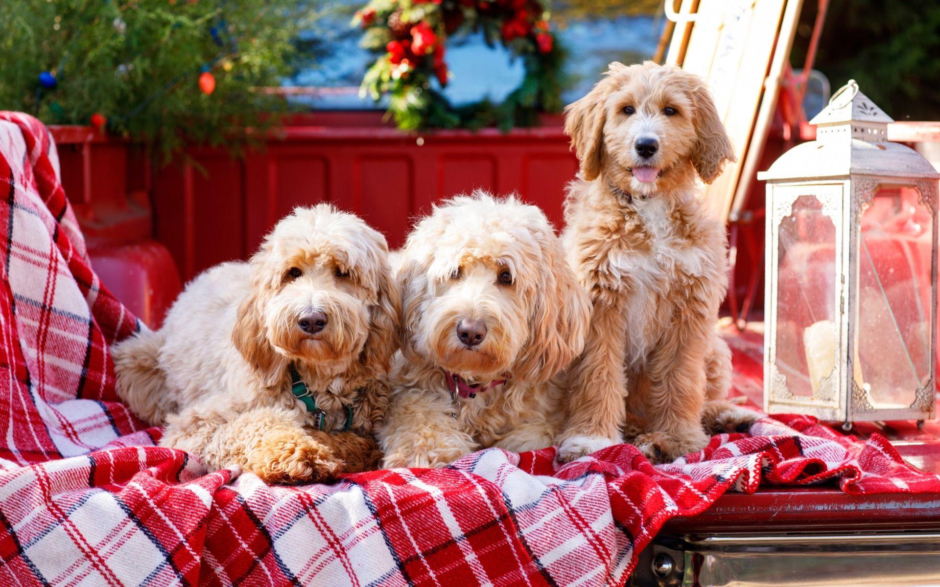 1920x1200 Goldendoodle Wallpaper