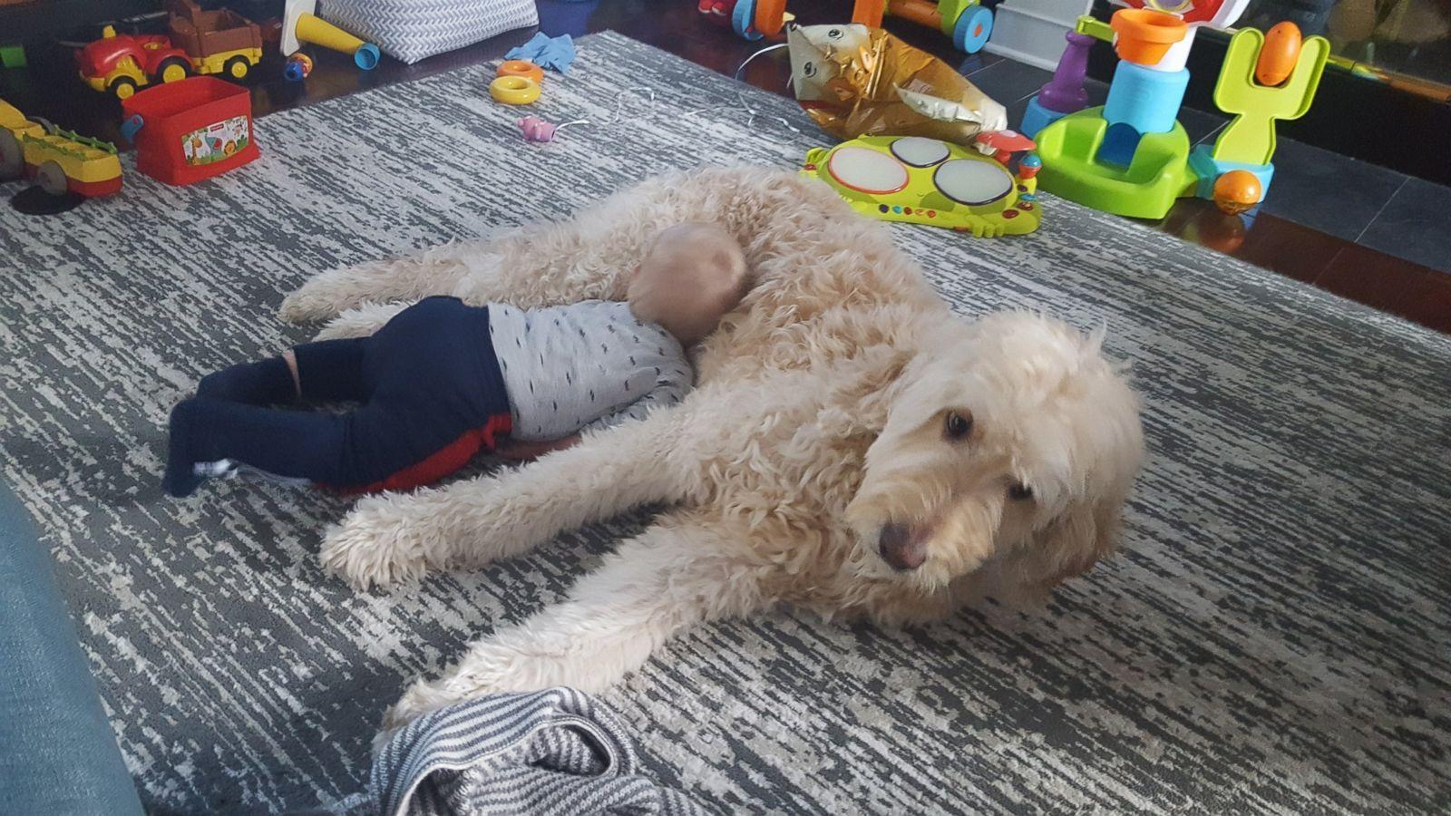 1600x900 Baby boy desperately tries to nap on his big, fluffy goldendoodle