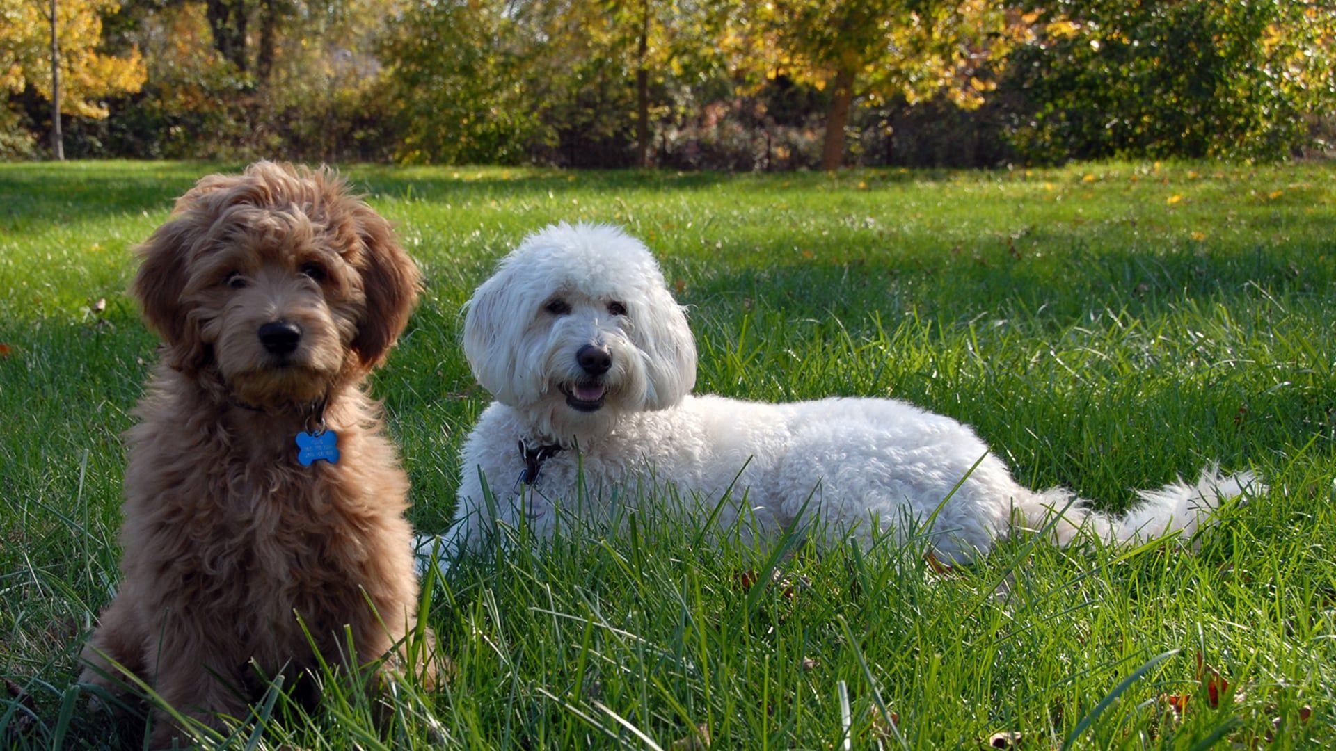 1920x1080 Mini Goldendoodle Puppies Are Here !!! Doodle Country Mini Goldendoodles