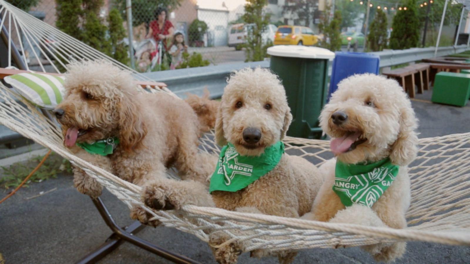 1600x900 Goldendoodle Instagram Clique: Samson, Hudson, Neptune Love the Dog Days of Summer