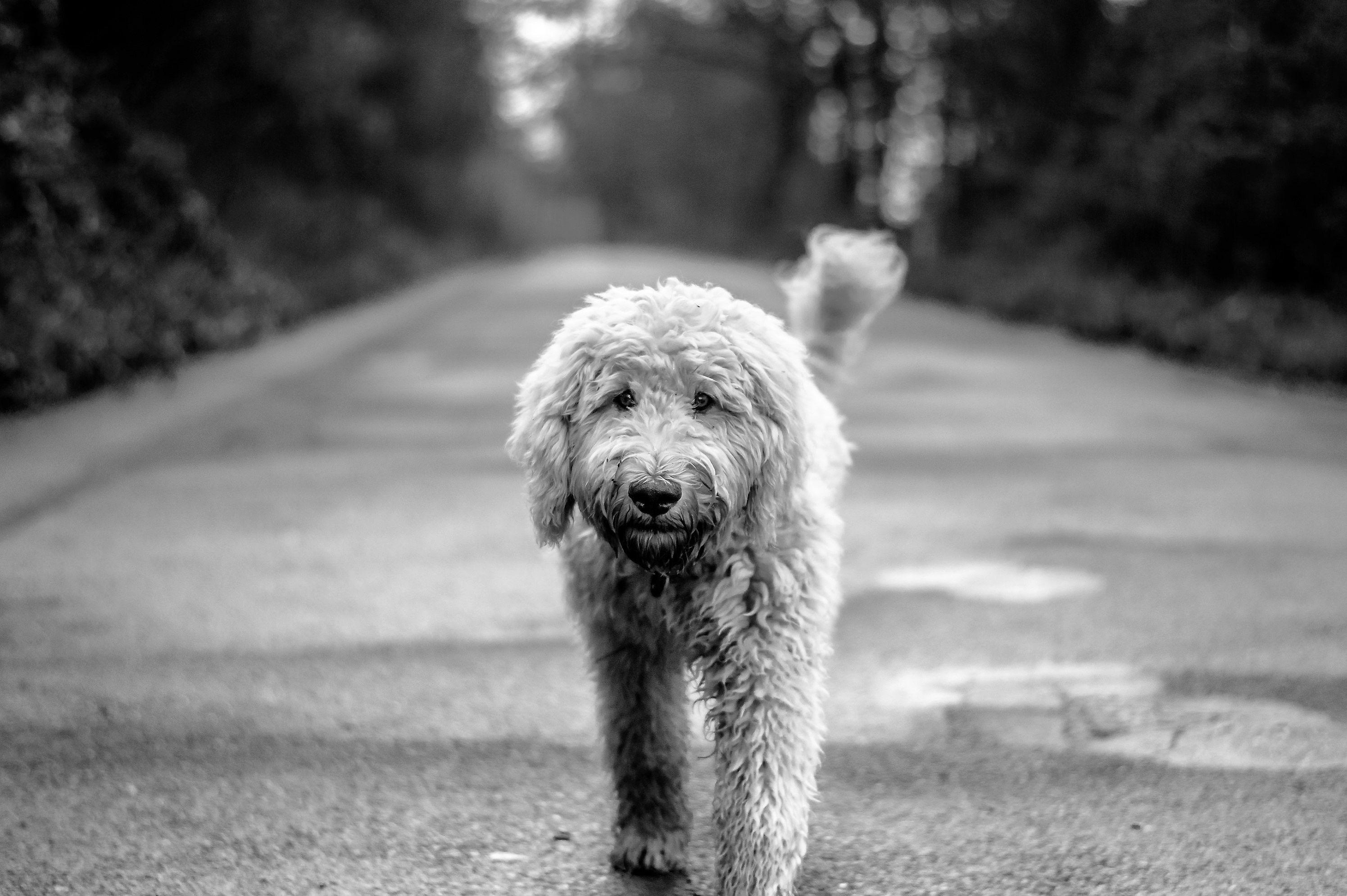 2991x1990 royalty free goldendoodle image