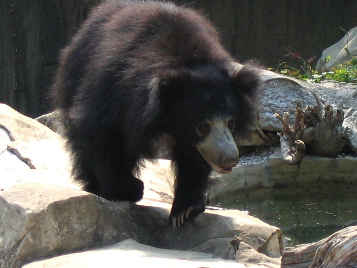 1200x900 Gujarat to restore habitat for sloth bears in Jessore Wildlife Sanctuary Better India