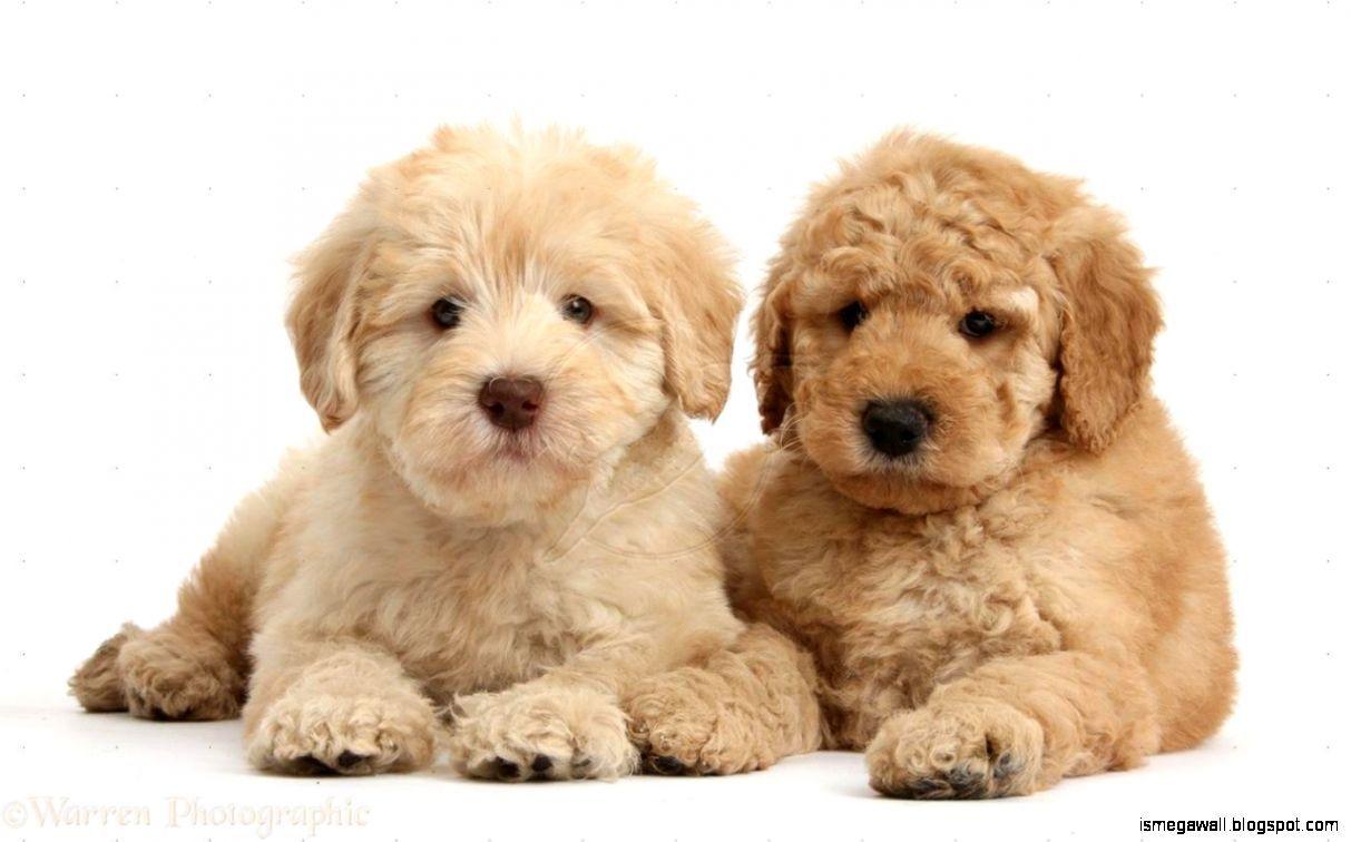 1213x756 Goldendoodle Wallpaper