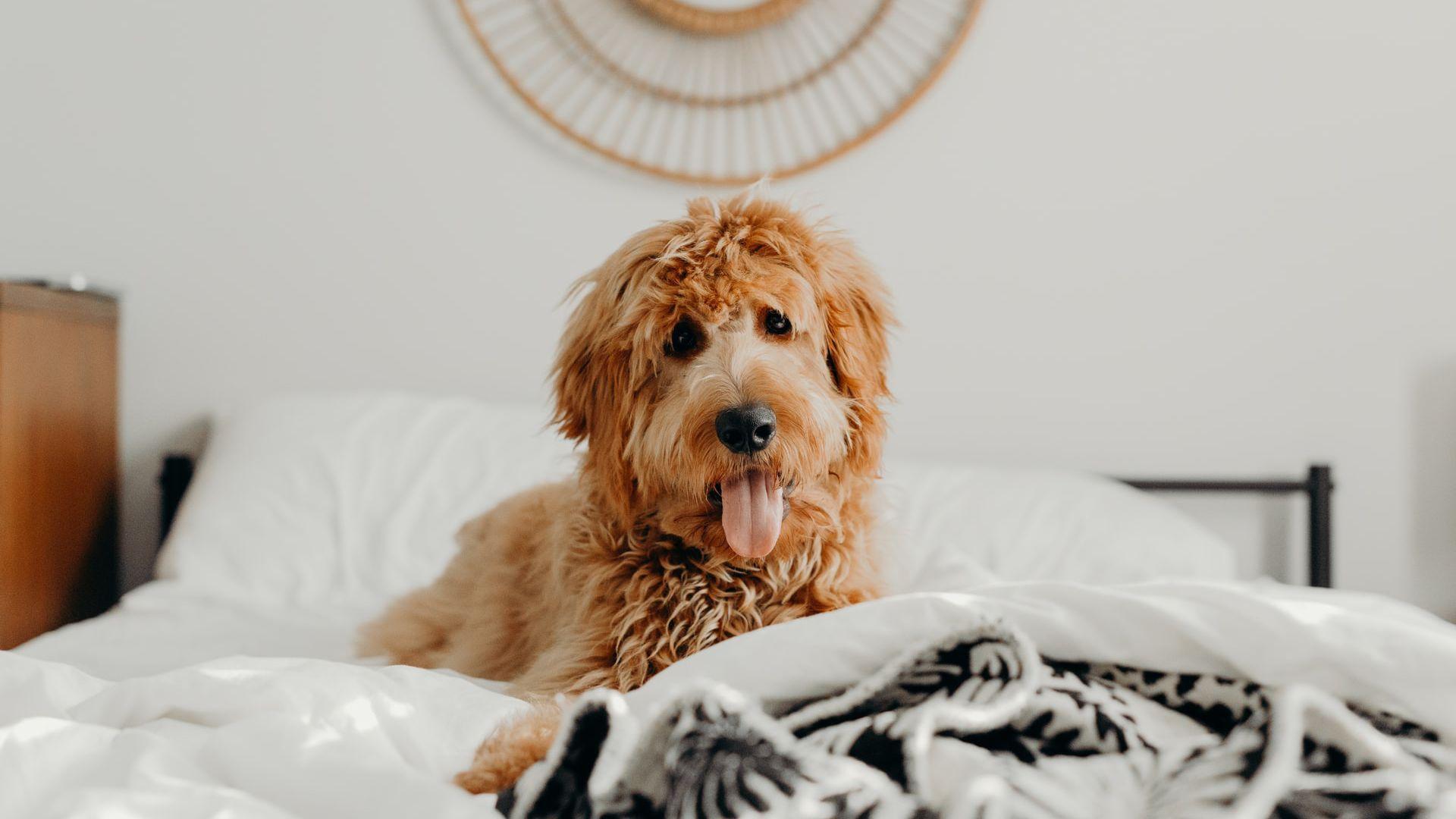 1920x1080 What's the Deal With Doodle Dogs?