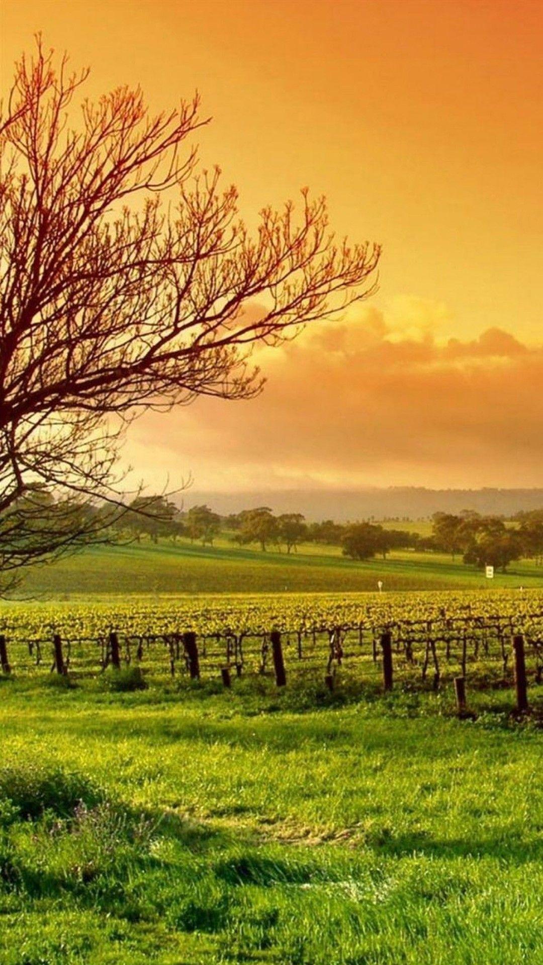 1080x1920 Nature Wallpaper HD For Mobile HD Wallpaper