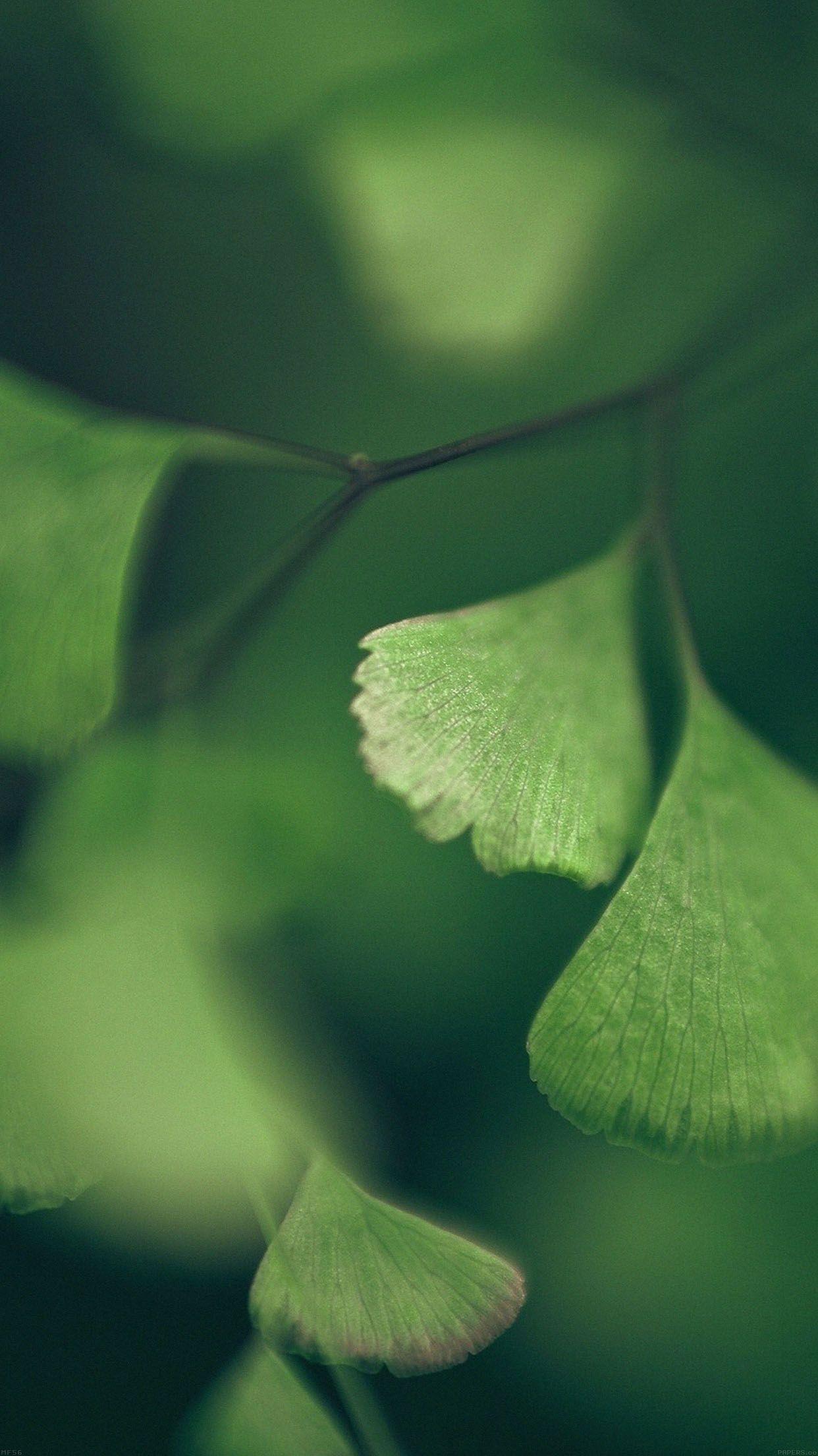 1242x2208 Wallpaper That Bring Good Luck