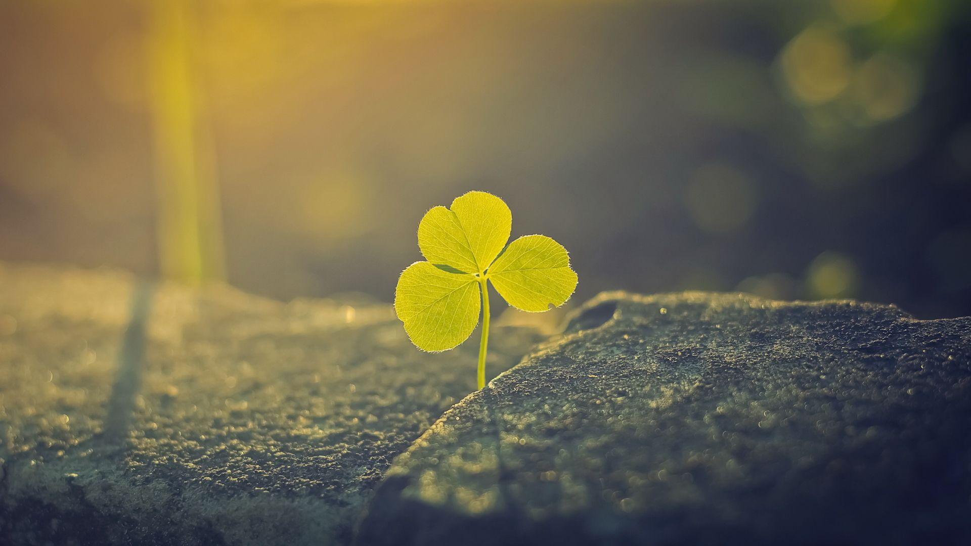 1920x1080 Good Luck Wallpaper