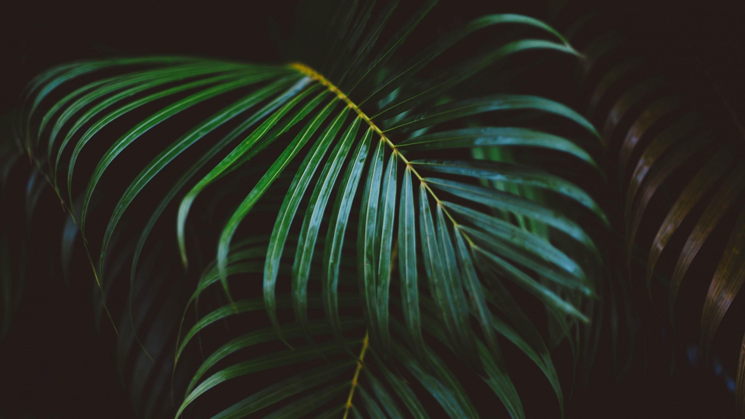 2560x1440 Palm Desktop Wallpaper