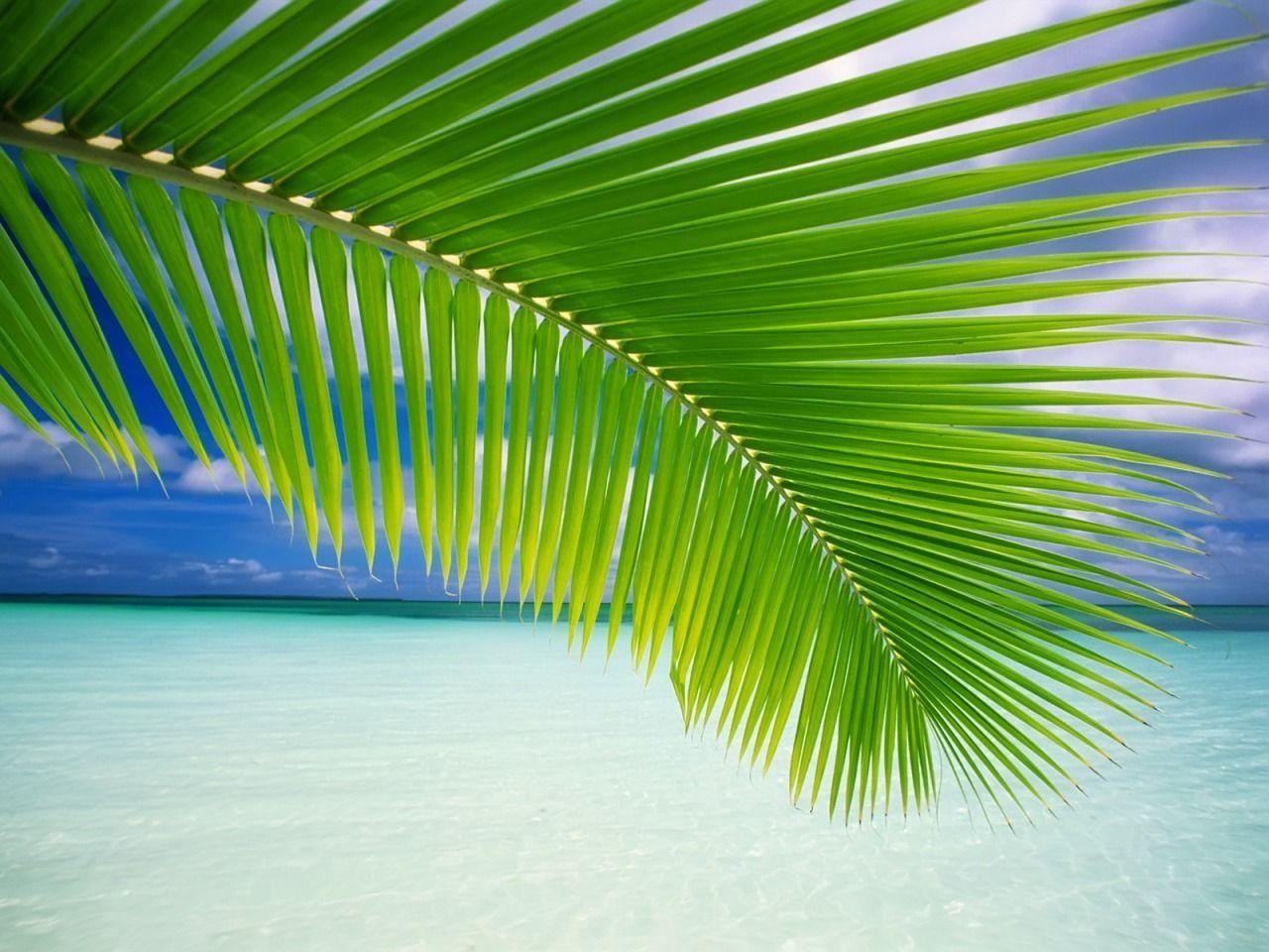 1280x960 Palm Leaf Wallpaper Beaches Nature Wallpaper in jpg format for free download