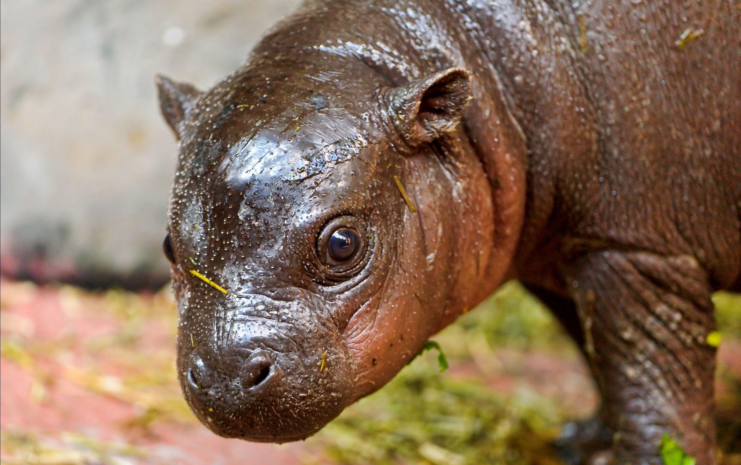 2550x1600 k7x4n71 Baby Hippo Wallpaper Px HD Wallpaper
