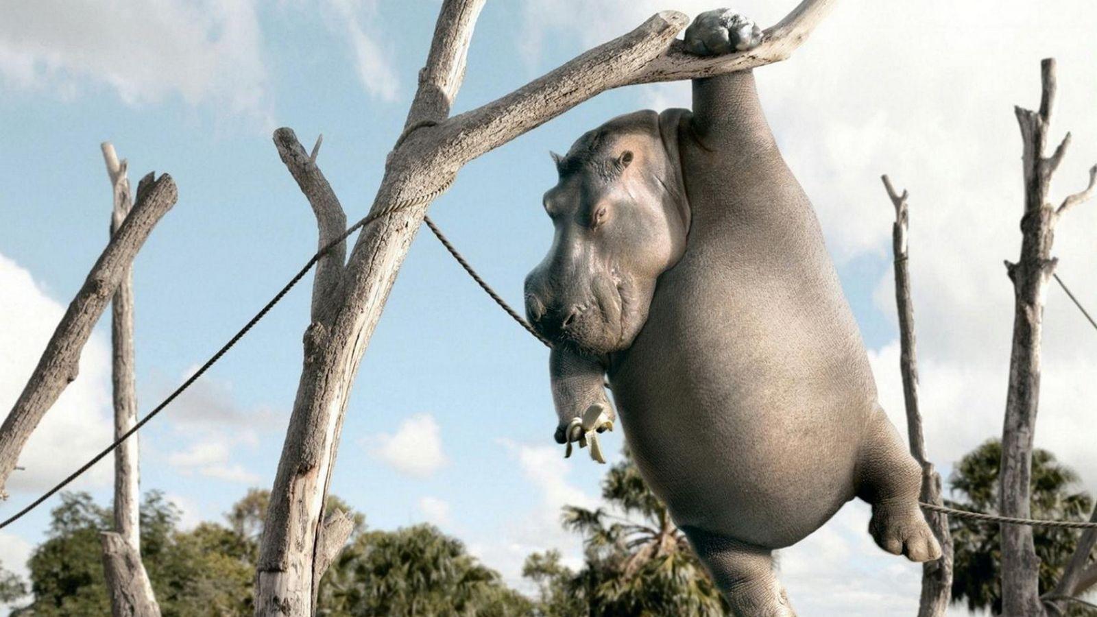 1600x900 Free download Hippopotamus Wallpaper Download Giant Hippos HD Wallpaper [1680x1050] for your Desktop, Mobile & Tablet. Explore Cute Hippo Wallpaper. Cute Hippo Wallpaper, Hippo Wallpaper, Baby Hippo Wallpaper