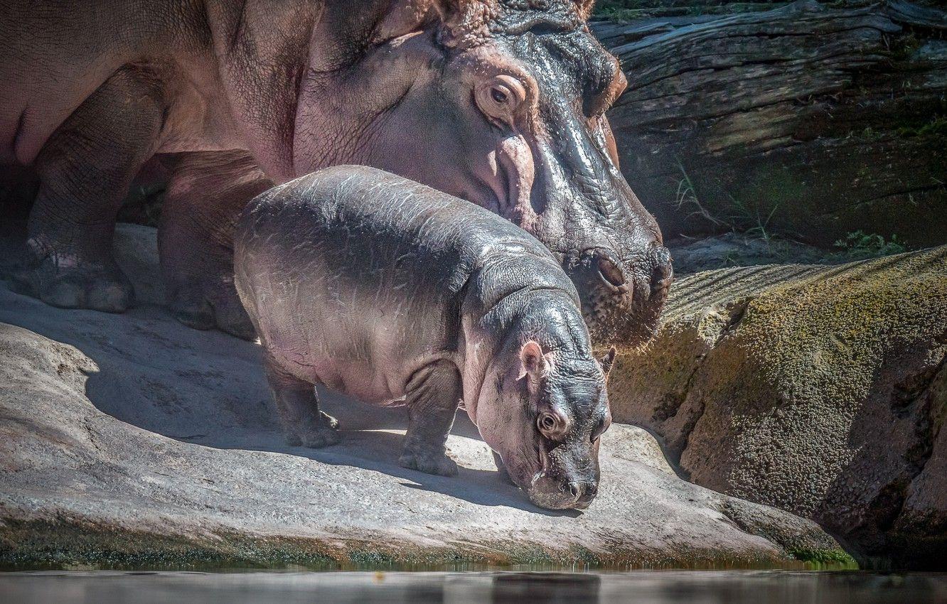 1332x850 Wallpaper baby, Hippo, mom image for desktop, section животные