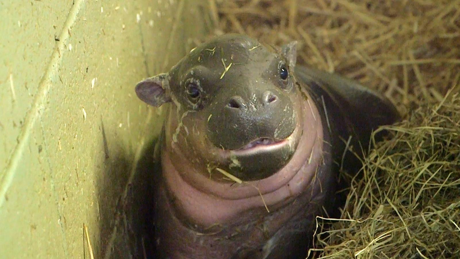 1600x900 Hippo wallpaper, Animal, HQ Hippo pictureK Wallpaper 2019