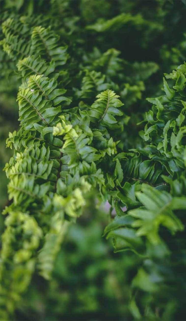 757x1305 Beautiful and eye pleasing leaf photo idea for iphone & smartphone wallpaper #wallpaper. Eco friendly kitchen design, Eco friendly living, Eco friendly kitchen