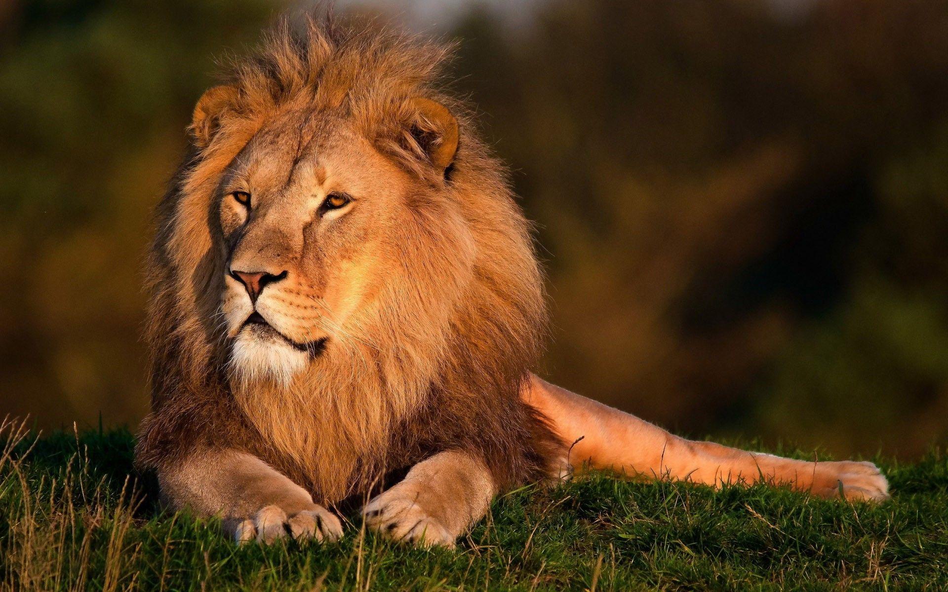 1920x1200 Download Beautiful Lions Wallpaper Full HD Wallpaper 1920x1200
