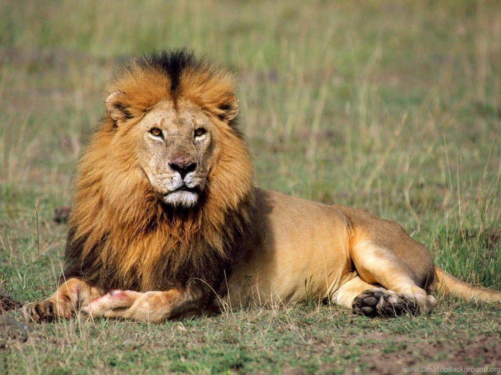 1024x768 Desktop Picture Of Roaring Lions Wallpaper 3D HD Picture. Desktop Background