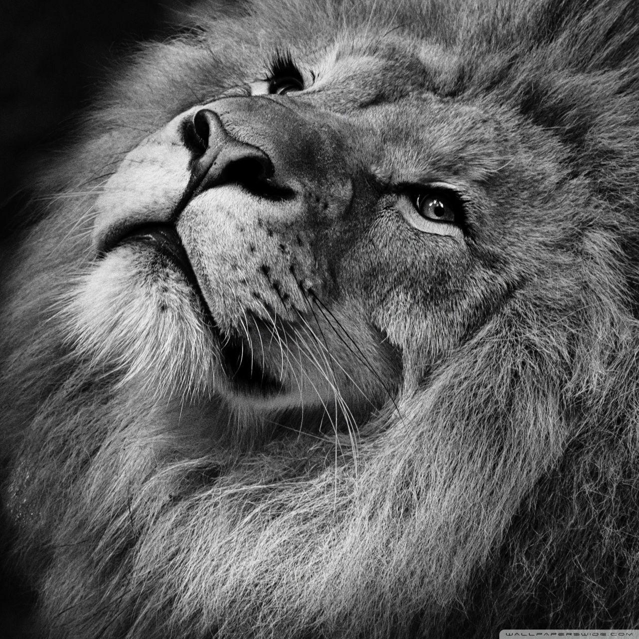 1280x1280 Beautiful Lion Ultra HD Desktop Background Wallpaper for : Widescreen & UltraWide Desktop & Laptop : Multi Display, Dual Monitor : Tablet