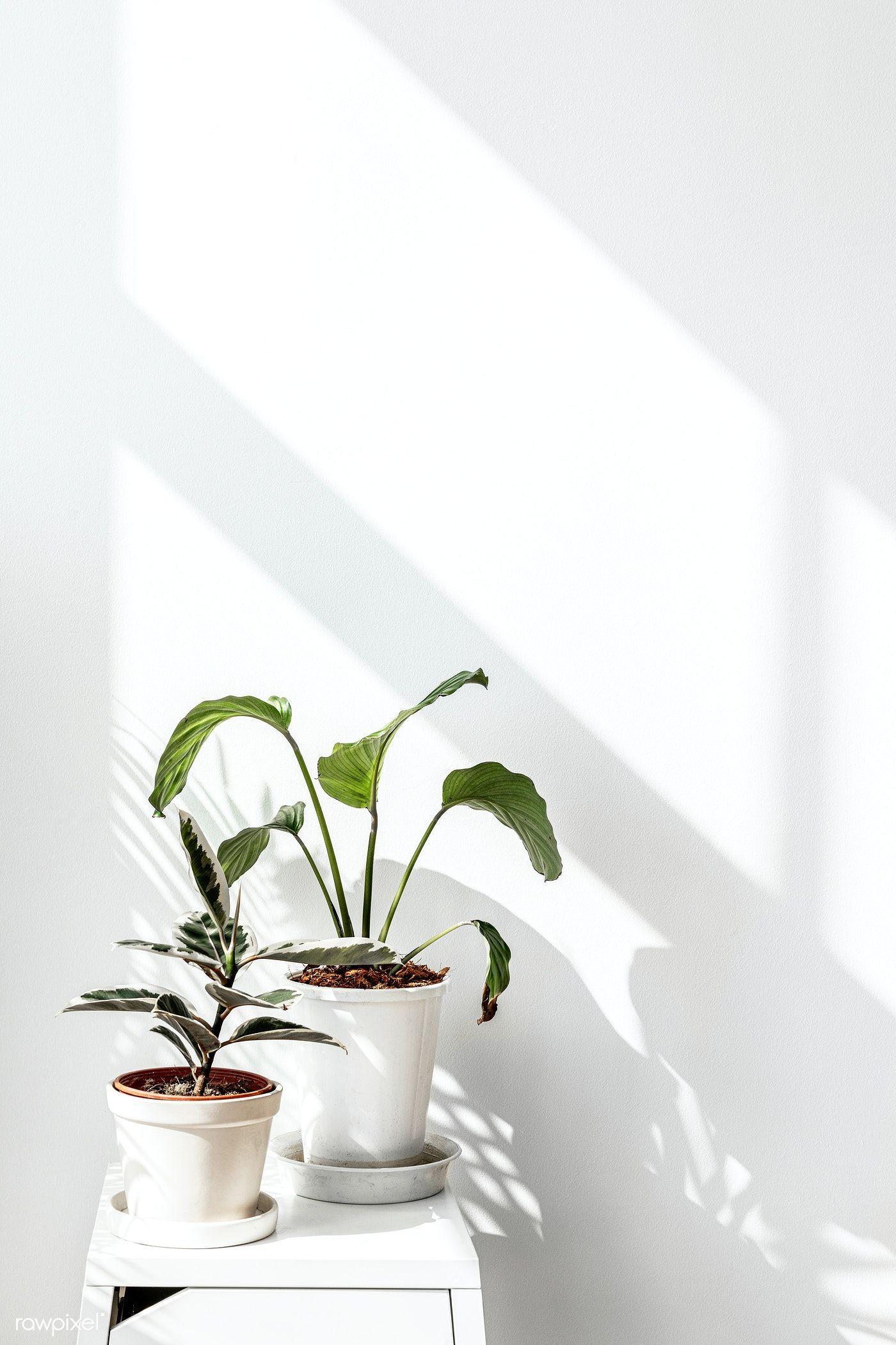 Minimalist Plant Wallpaper Images  Free Download on Freepik