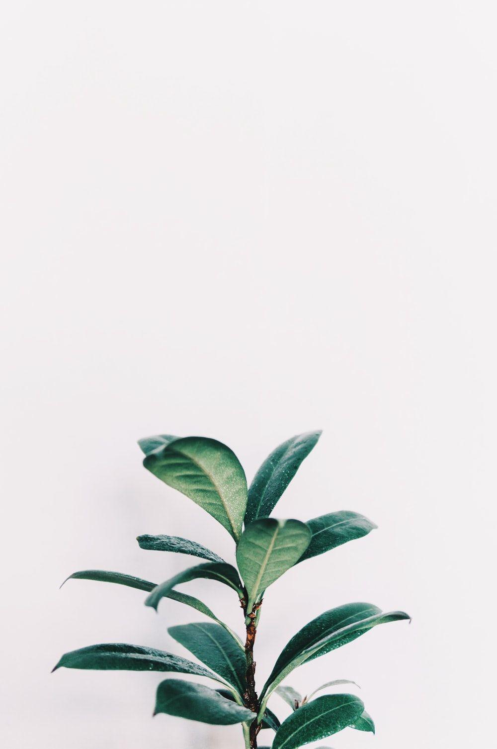 White Minimalist Plant Wallpapers Top Free White Minimalist Plant Backgrounds Wallpaperaccess