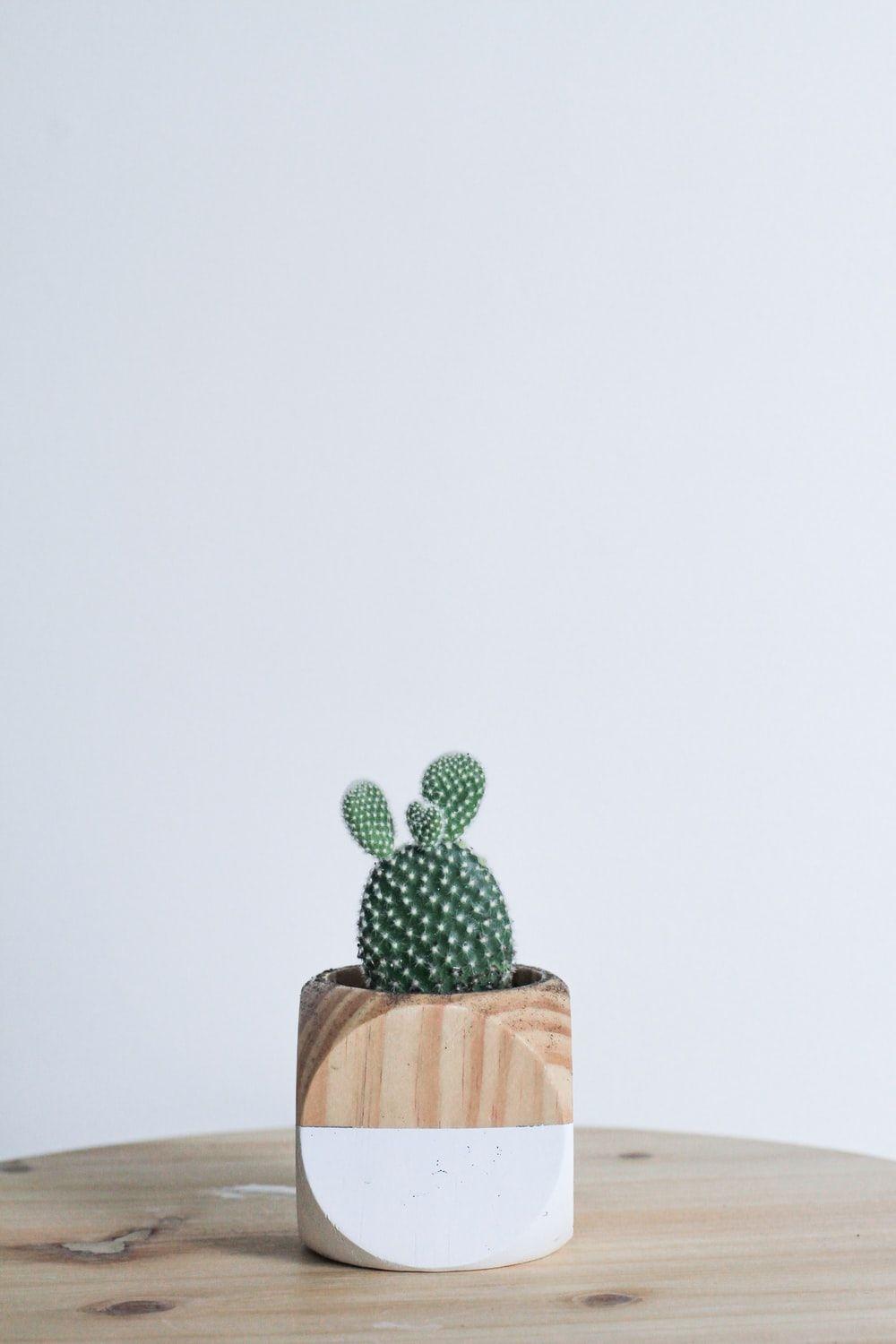 1000x1500 Green Minimalist best free minimalist, green, plant and white photo